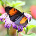 Mariposa Luminaria de Parches Naranja - Photo (c) Peter Hoell, todos los derechos reservados, subido por Peter Hoell