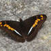 Adelpha olynthia - Photo (c) Peter Hoell, all rights reserved, uploaded by Peter Hoell