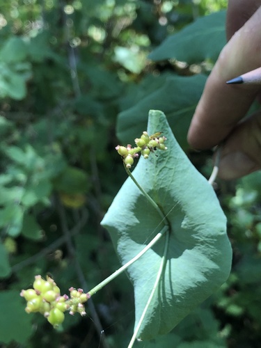 iNaturalist observation photo of Caprifolium
