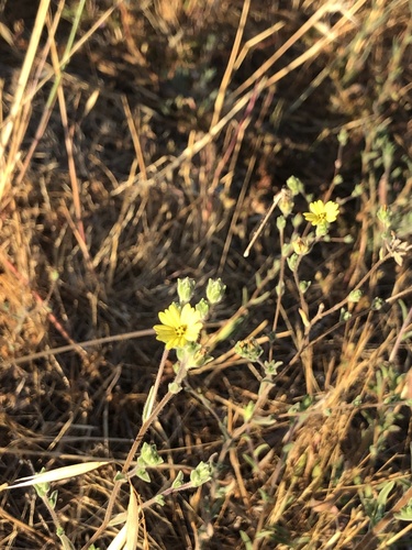 iNaturalist observation photo of common hareleaf