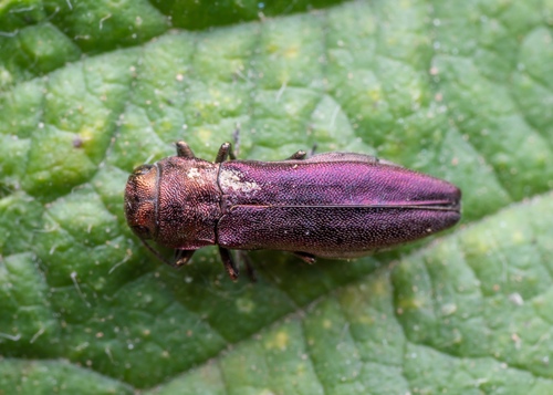 Agrilus solieri