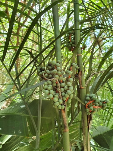 Reed Palm