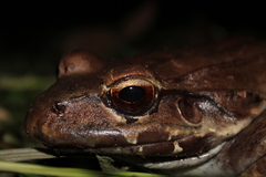 Leptodactylus savagei image