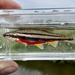 Southern Redbelly Dace - Photo (c) Donald Elliott, all rights reserved, uploaded by Donald Elliott