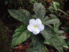 Image of Ruellia tubiflora