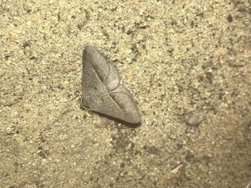 Delta Geometrid
