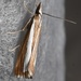 Catoptria pyramidellus - Photo (c) Jaro Schacht, all rights reserved, uploaded by Jaro Schacht