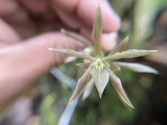 Epidendrum pallens image
