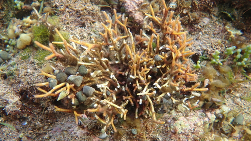 Tectarius striatus
