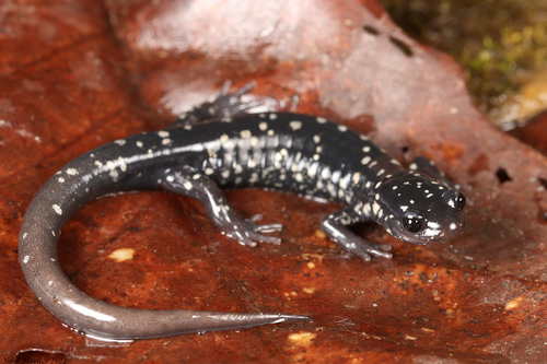 Cumberland Plateau Salamander