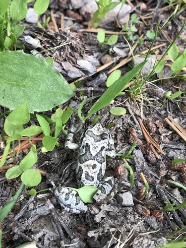 iNaturalist observation photo of Pacific chorus frog