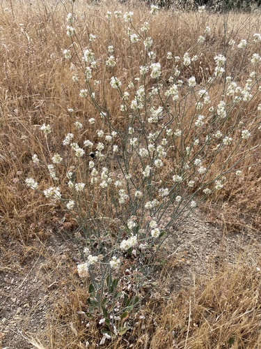 iNaturalist observation photo of Naked Buckwheat