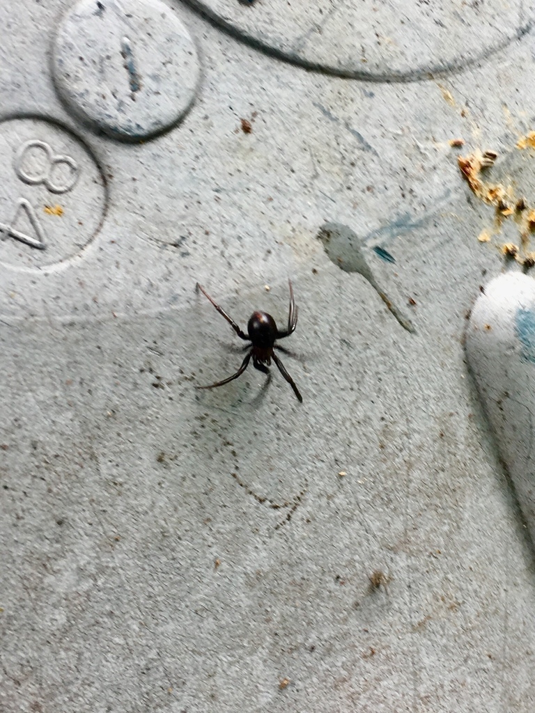 Redback Spider from 17 Arden Place, Oakura, Taranaki, NZ on March 12 ...