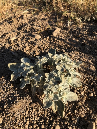 iNaturalist observation photo of turkey mullein