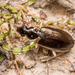 Submetallic Ground Beetle - Photo (c) Danilo Hegg, all rights reserved, uploaded by Danilo Hegg