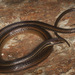 Myers' Graceful Brown Snake - Photo (c) Eric Centenero Alcalá, all rights reserved, uploaded by Eric Centenero Alcalá