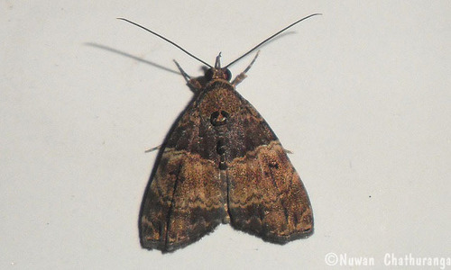 Labanda semipars Walker, 1858