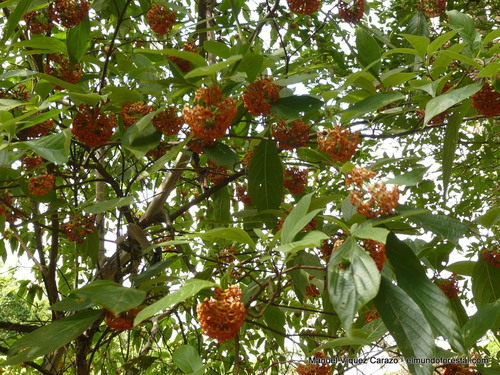 Arachnothryx aspera