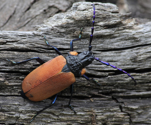 Oropyrodes