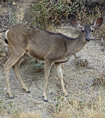 photo of California Mule Deer (Odocoileus hemionus californicus)