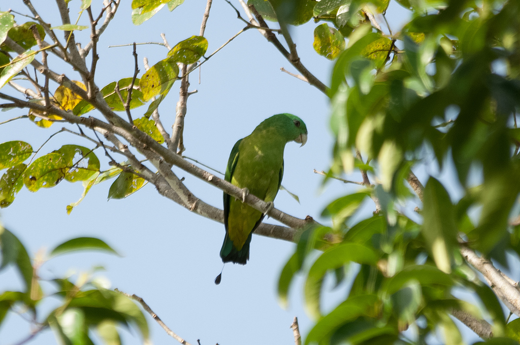 Blue-headed Racquet-tail (Prioniturus platenae) photo