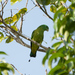 Blue-headed Racquet-Tail - Photo (c) Mike Hooper, all rights reserved, uploaded by Mike Hooper