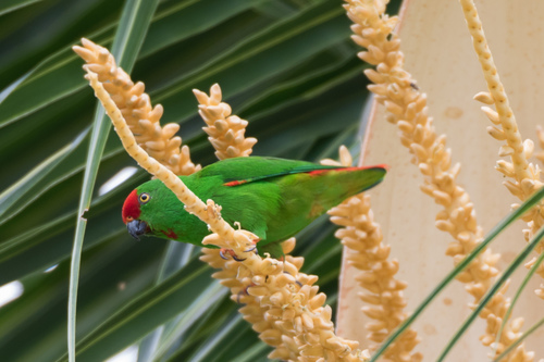 Moluccan Hanging-Parrot