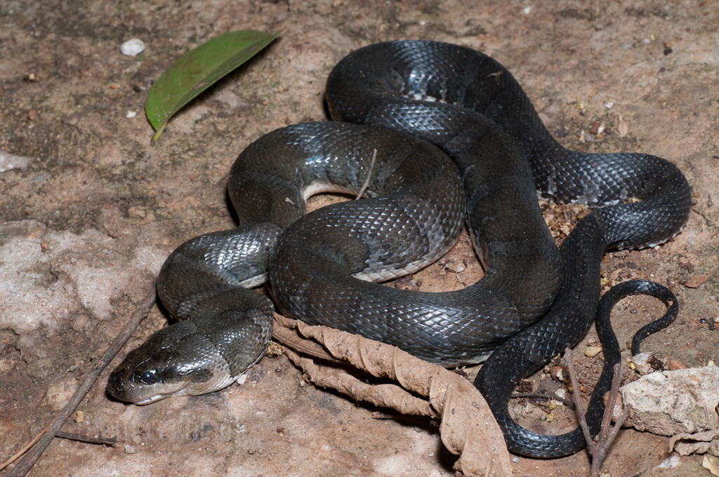 Jack's Water Snake