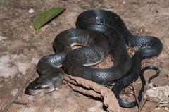 Jack's Water Snake photo 1