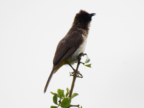 Common Bulbul
