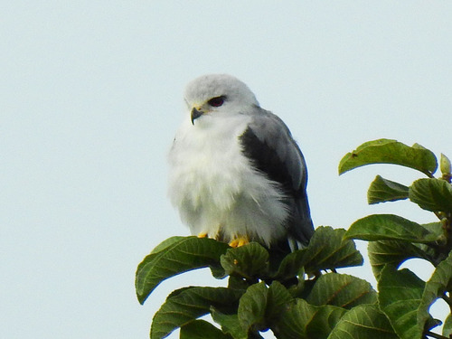 Black-winged Kite