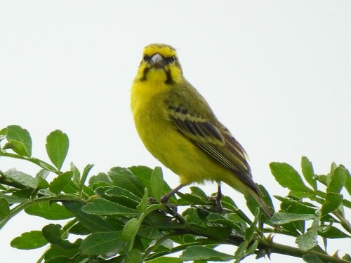 Yellow-fronted Canary