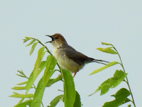 Singing Cisticola