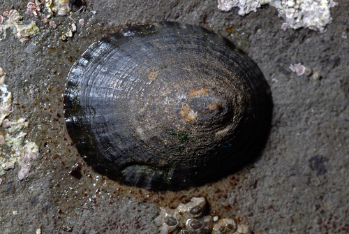 Shield Limpet
