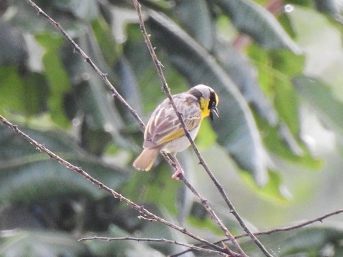 Baglafecht Weaver