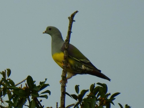 Bruce's Green-Pigeon