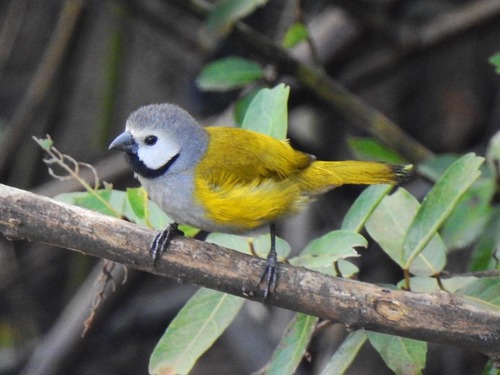 Grey-headed Oliveback