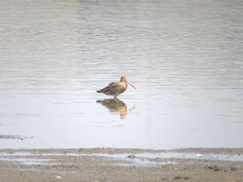 Black-tailed Godwit
