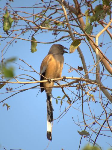 Rufous Treepie