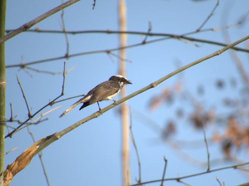 White-browed Fantail