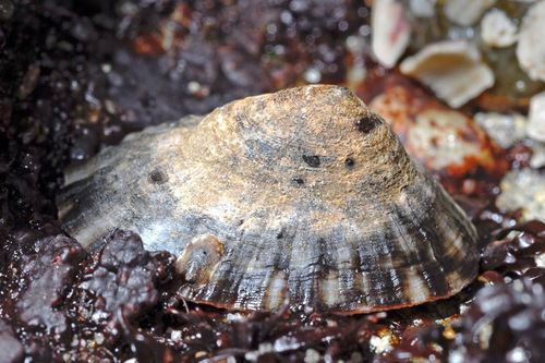 Shield Limpet