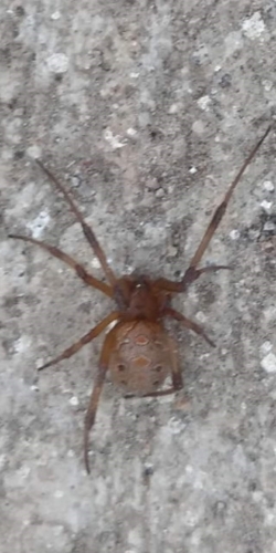 Brown Widow (Latrodectus geometricus)