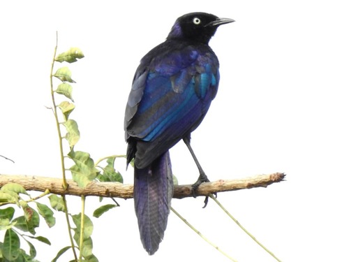 Rüppell's Starling