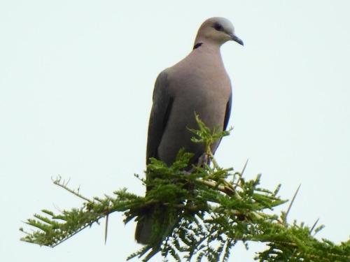 Red-eyed Dove