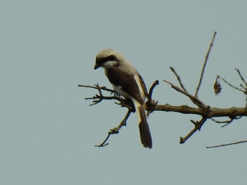 Grey-backed Fiscal