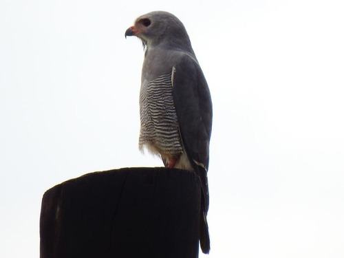 Lizard Buzzard