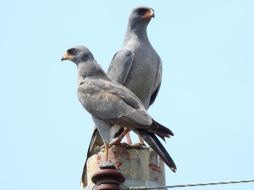 Dark Chanting-Goshawk