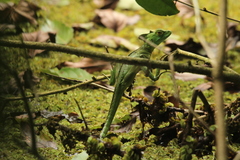 Basiliscus plumifrons image