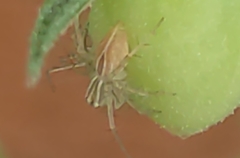 Oxyopes salticus image