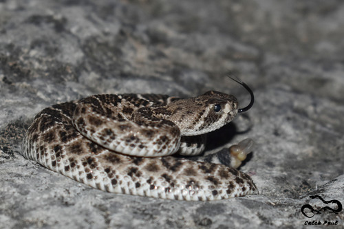 Western Diamondback Rattlesnake (A Guide to Snakes of Southeast Texas ...